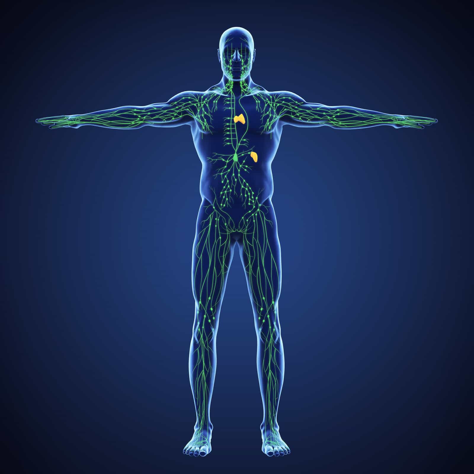 human-lymphatic-system-illustration-3d-render