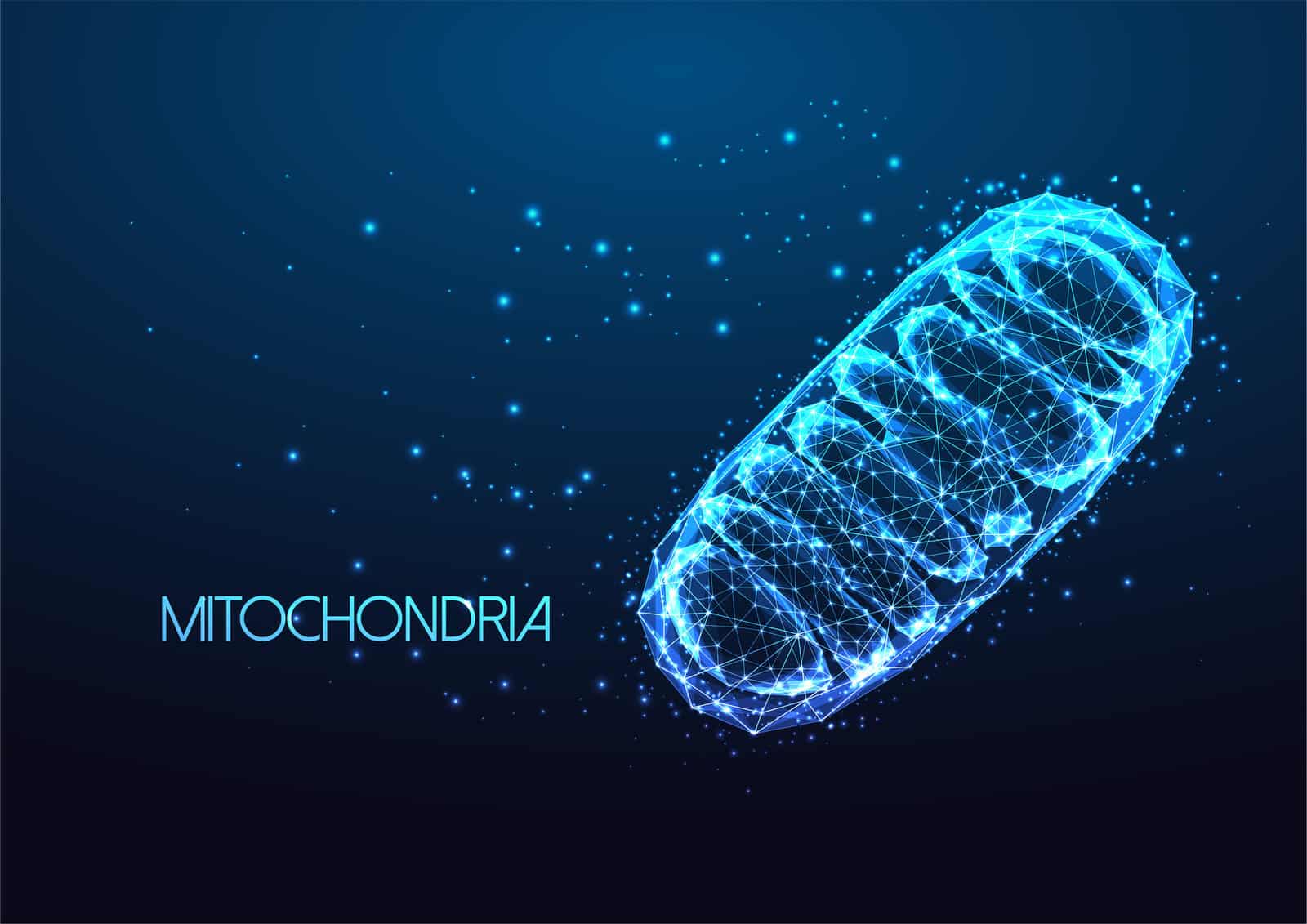 futuristic-mitochondria-eukaryotic-organelle-in-glowing-low-polygonal-style-isolated-on-dark-blue-background-microbiology-concept-modern-wire-frame-mesh-design-vector-illustration