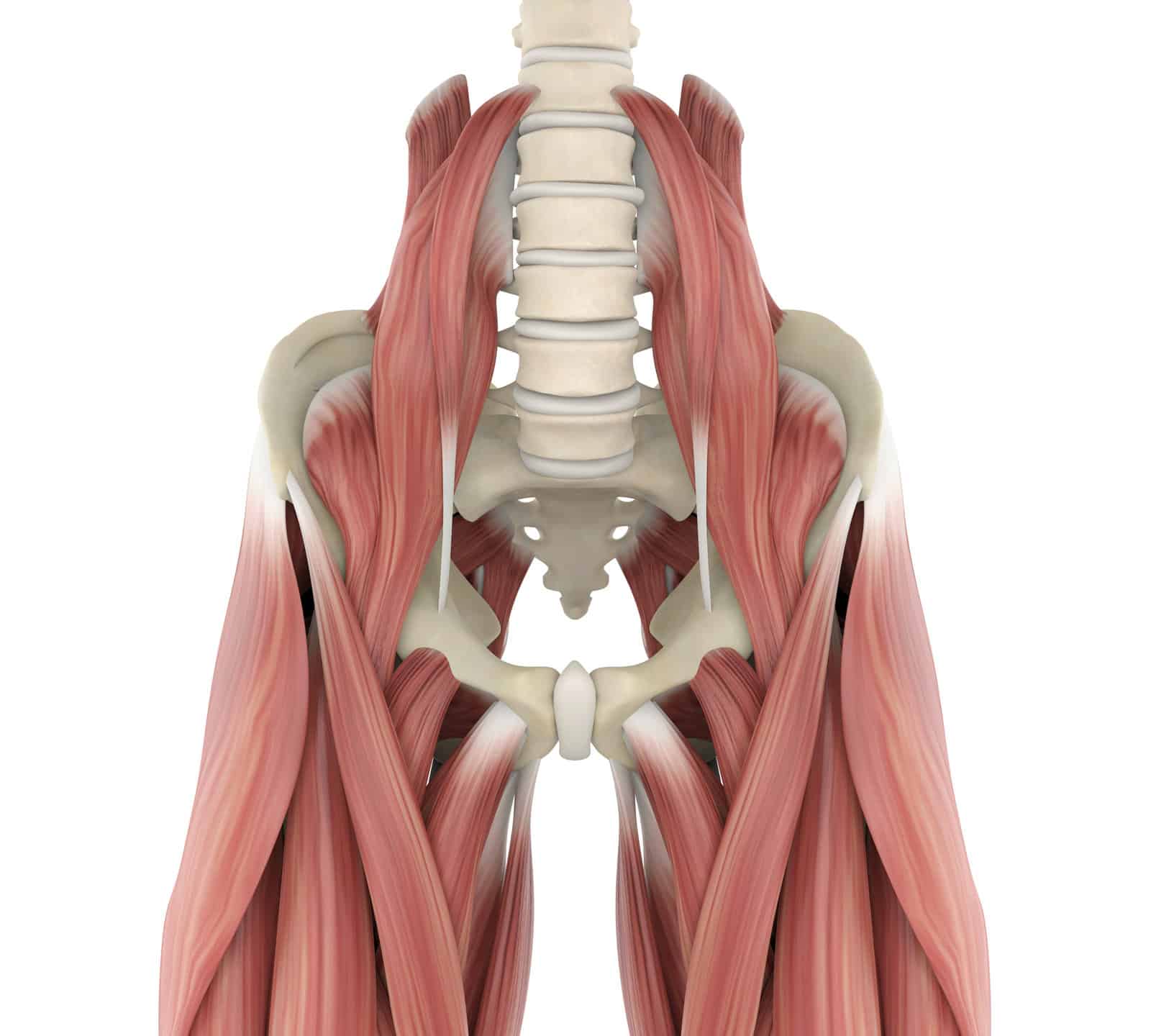 psoas-muscles-anatomy-isolated-on-white-background-3d-render