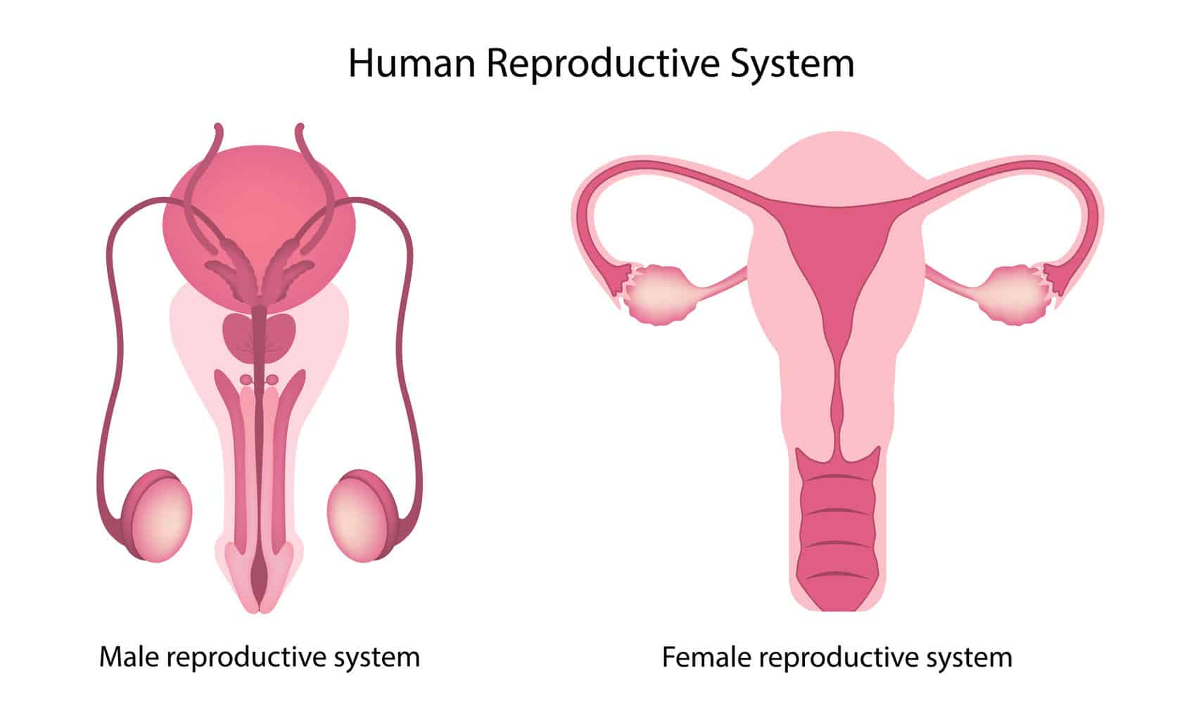 human-reproductive-system-anatomy