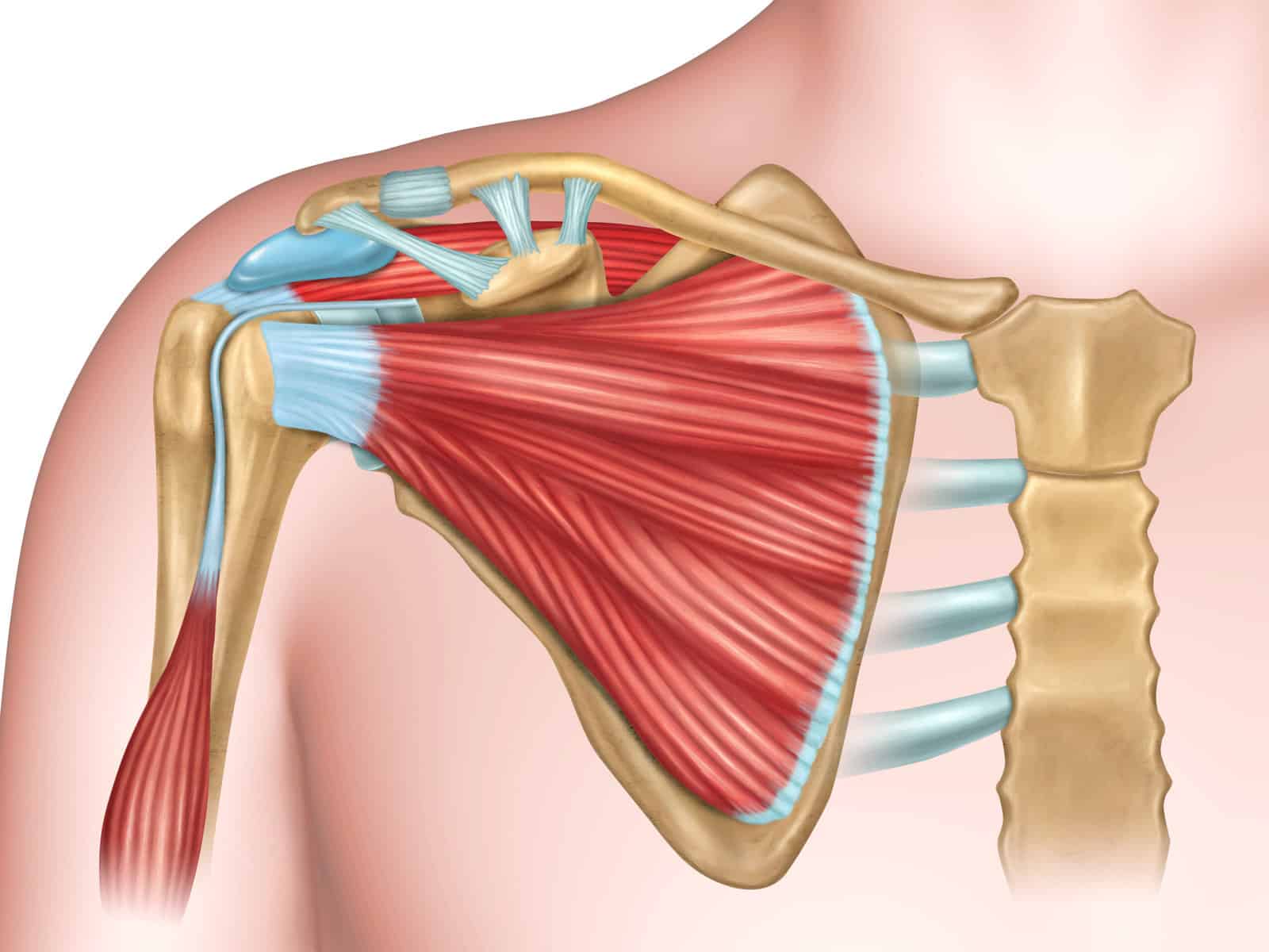 anterior-view-of-the-shoulder-anatomy-digital-illustration