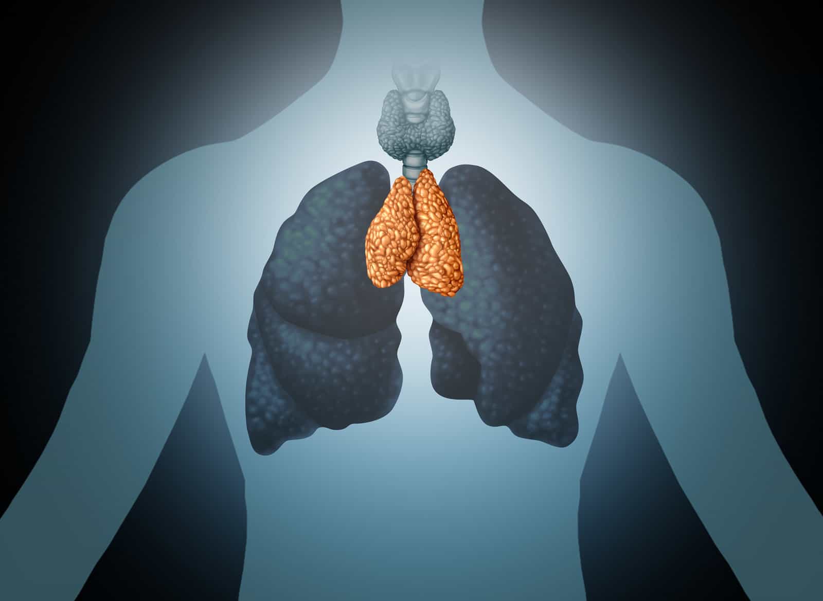 thymus-human-organ-and-gland-anatomy-with-lungs-and-thyroid-in-a-3d-illustration-style