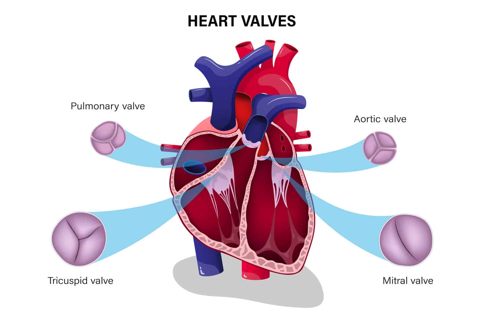 human-heart-valve-pulmonary-valve-aortic-valve-tricuspid-valve-and-mitral-valve