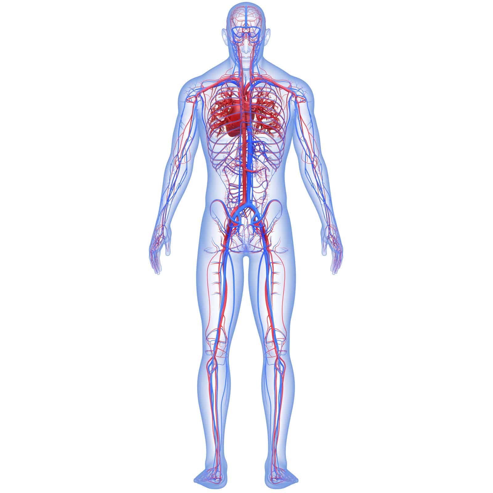 3d-illustration-concept-of-human-circulatory-system-heart-anatomy