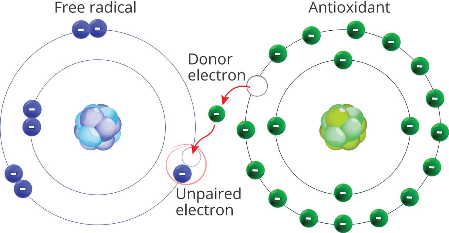 What are free radicals, and how do they cause our skin to age?