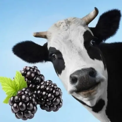 Black Moo Mt Baker Vapor Flavor Concentrate