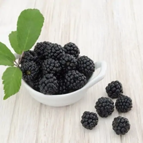 The Flavor Apprentice - Boysenberry Deluxe