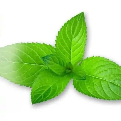Capella Cool Mint