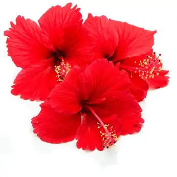 Capella Hibiscus