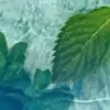 Menthol Mt Baker Vapor Concentrate