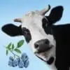 Mountain Moo Mt Baker Vapor Flavor Concentrate
