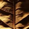 Oriental Tobacco Mt Baker Vapor