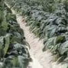 USA Menthol Mt Baker Vapor Concentrate