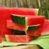 Watermelon Mt Baker Vapor Concentrate