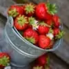 Wild Strawberry Mt Baker Vapor Concentrate
