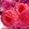 Woodland Raspberry Mt Baker Vapor Concentrate