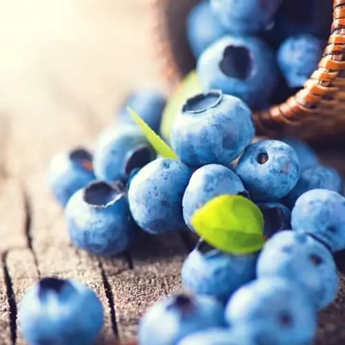 Blueberry The Flavor Apprentice Concentrate