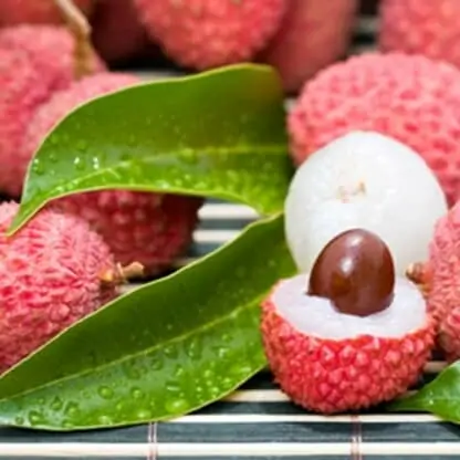 Lychee The Flavor Apprentice Concentrate