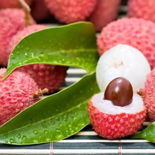 Lychee The Flavor Apprentice Concentrate