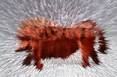 Toro Orage Silvertop L ! © Anita Fleerackers Toro Orage Silvertop L !