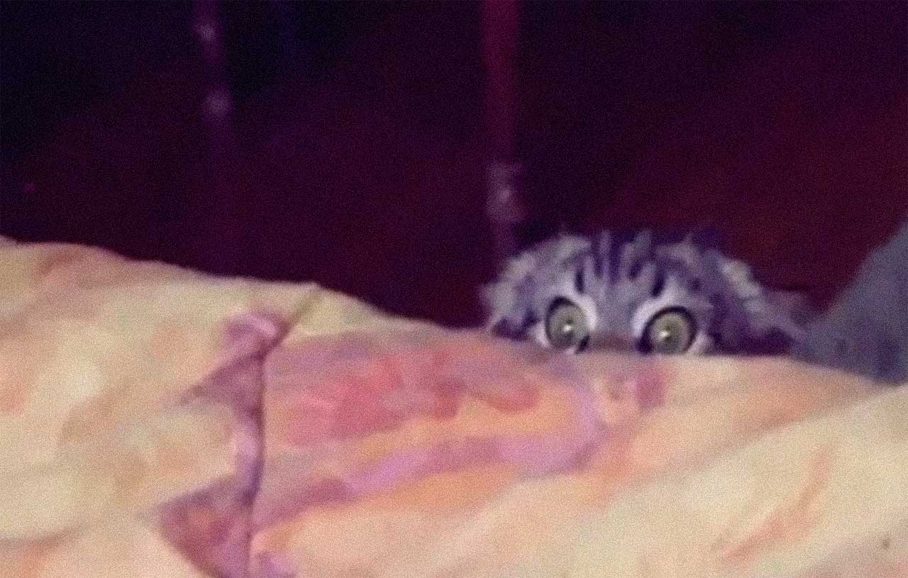 cat-video