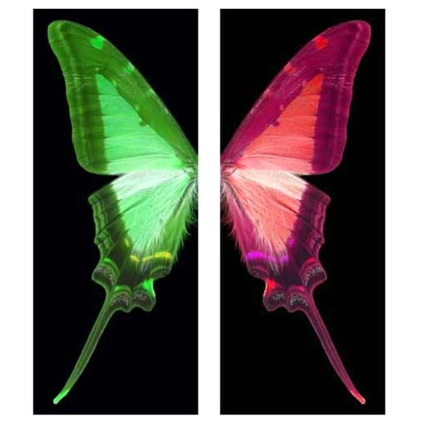 Hybrid red & green, Simonetta Casasola