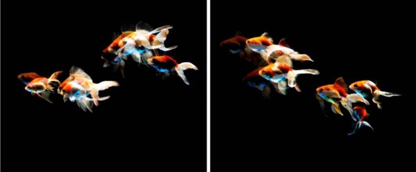 Fish, Pacanowski Andrea