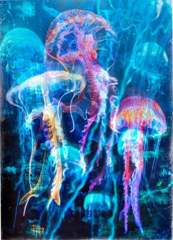 Meduse, Pacanowski Andrea