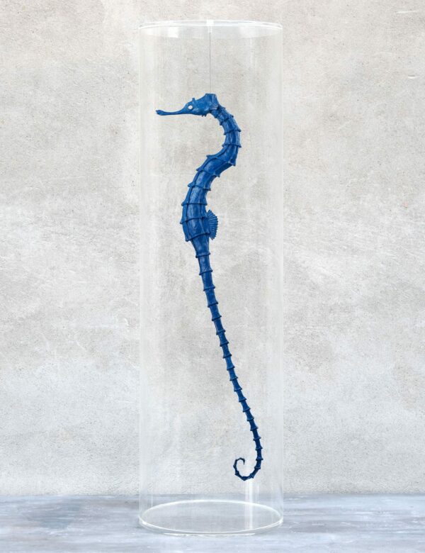 Hippocampus minor, Zanin, Alice