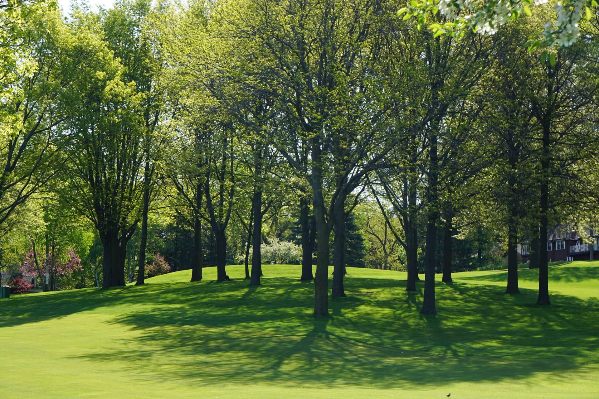 trees in a yard managed by Slidell Tree Service
