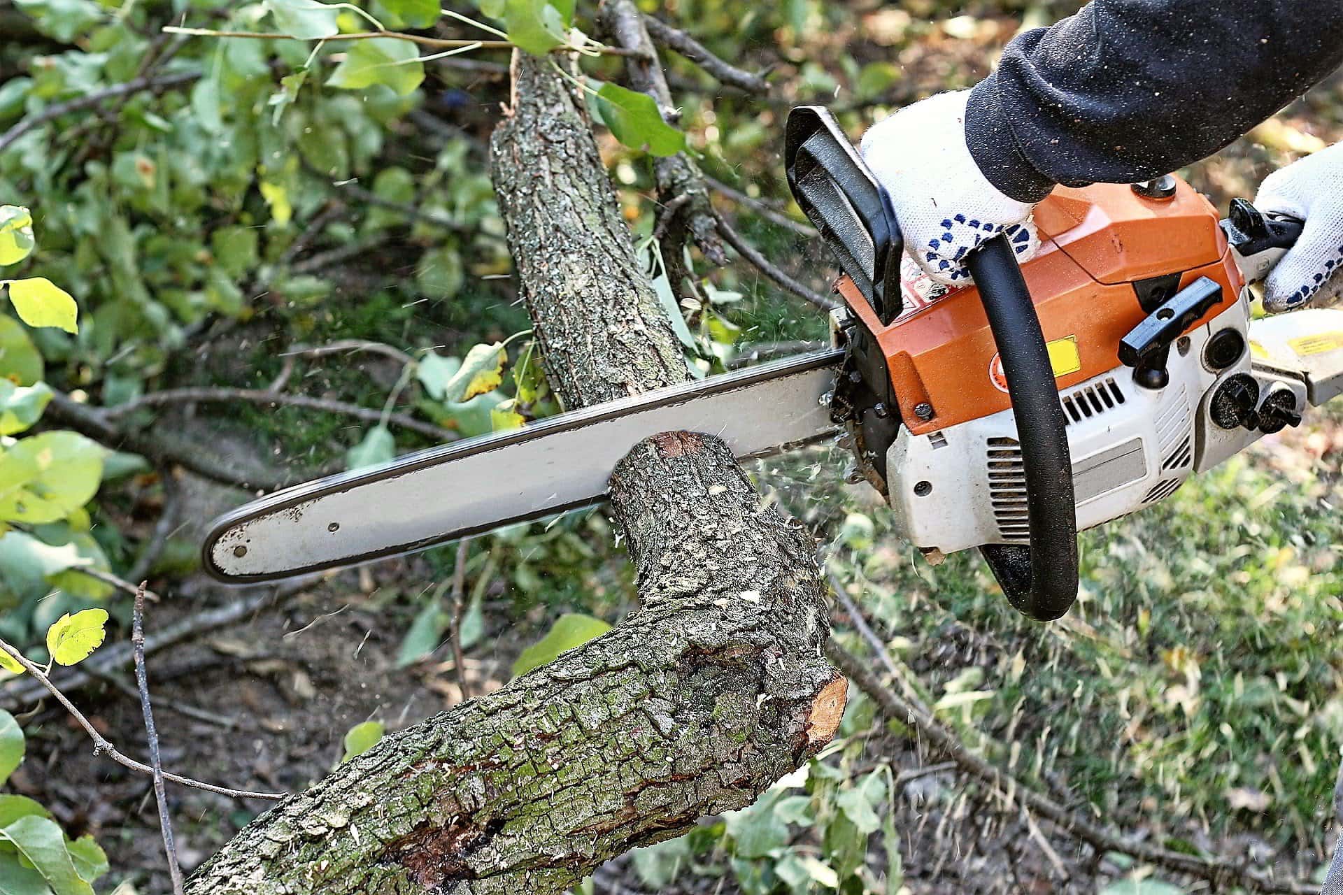 tree service in New Orleans, LA