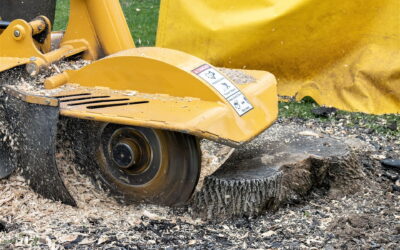 To Remove or Not Remove the Stump