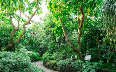 Tree Services for Shade and Cooling in New Orleans