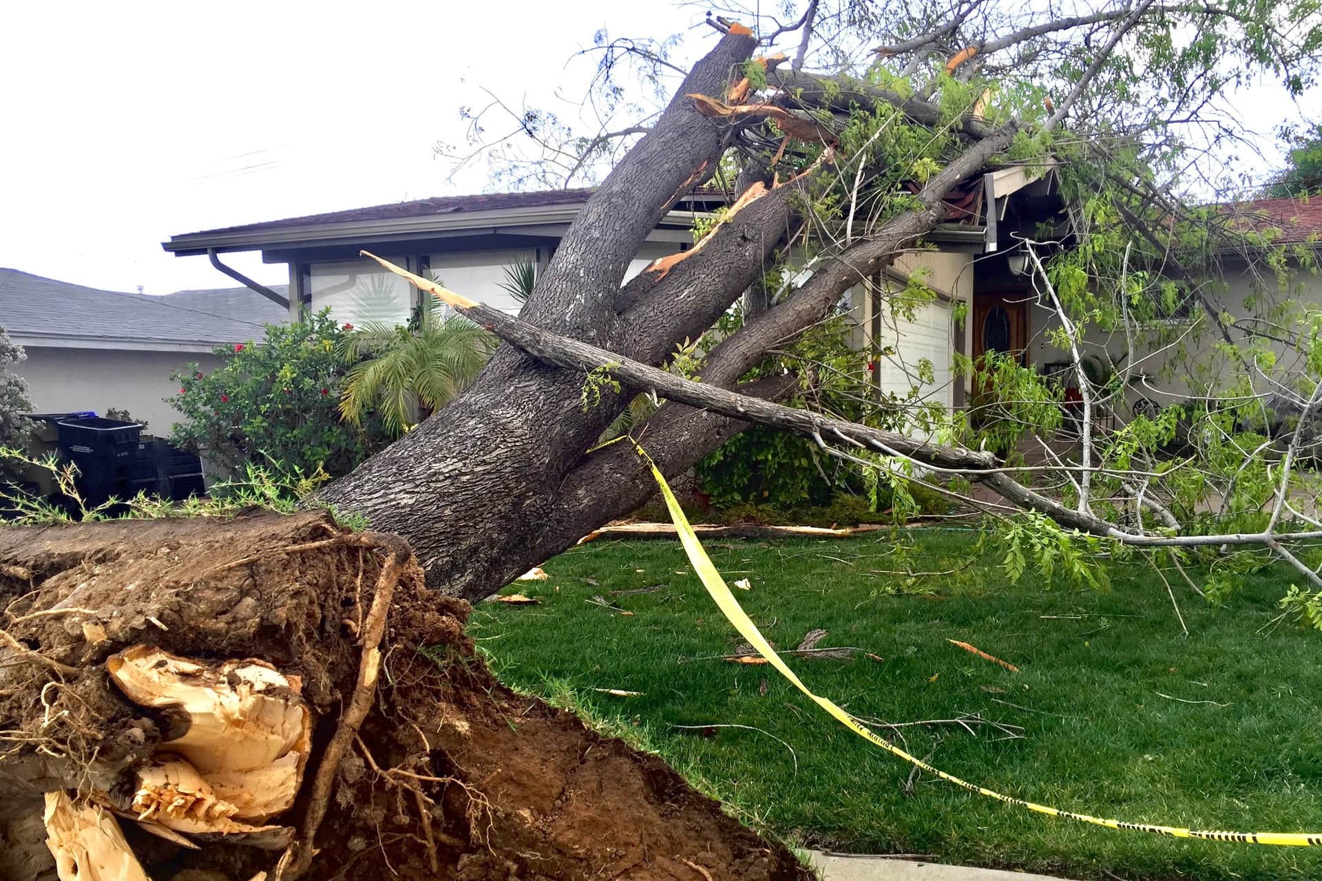 Introduction to Professional Tree Services
