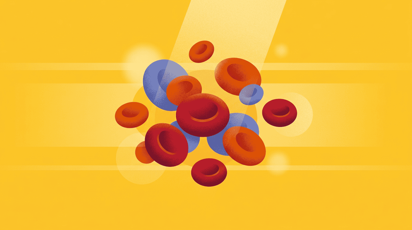 erytrocyten