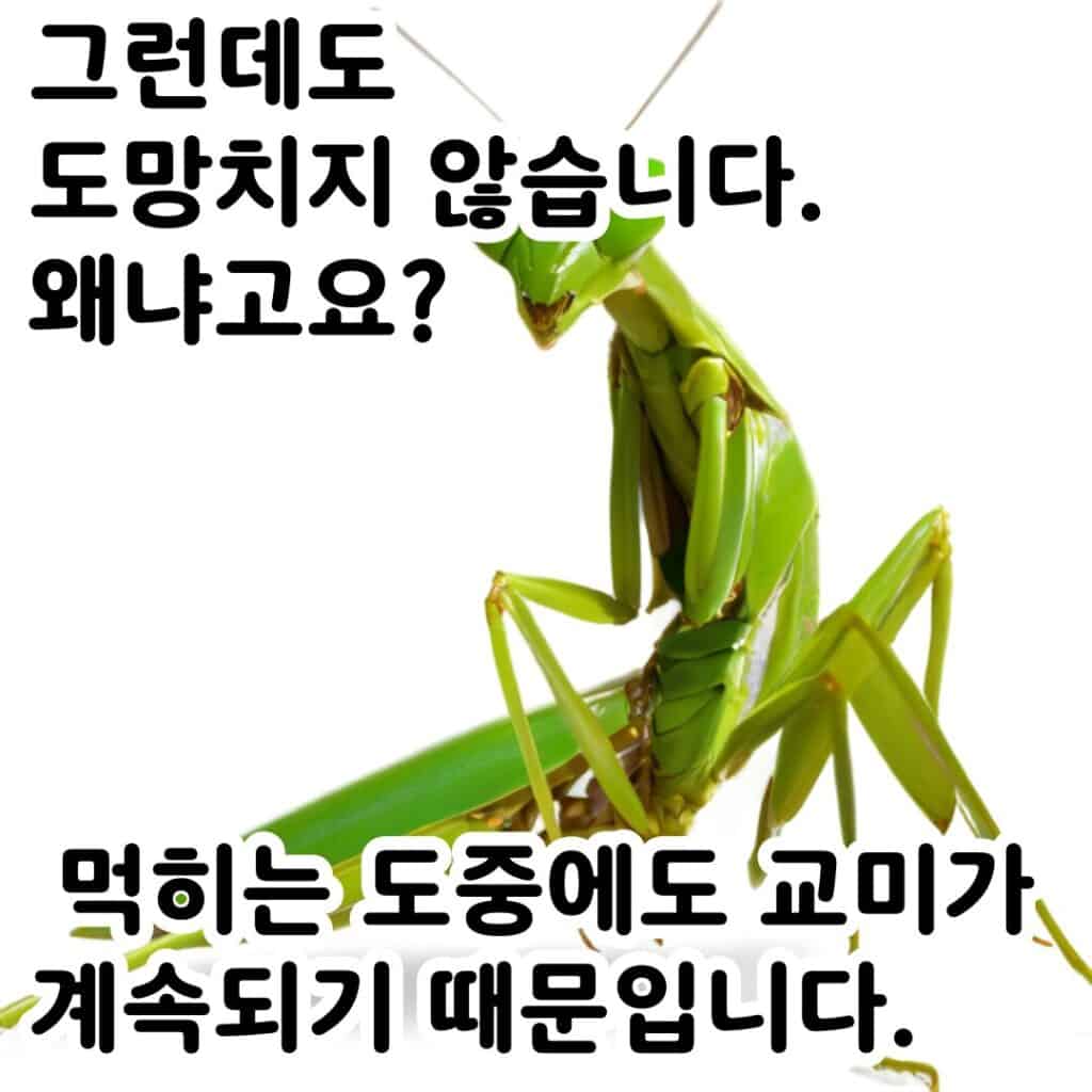 교미 후 죽는 사마귀 수컷, 왜 사랑이 곧 생의 끝일까? 4 003 10