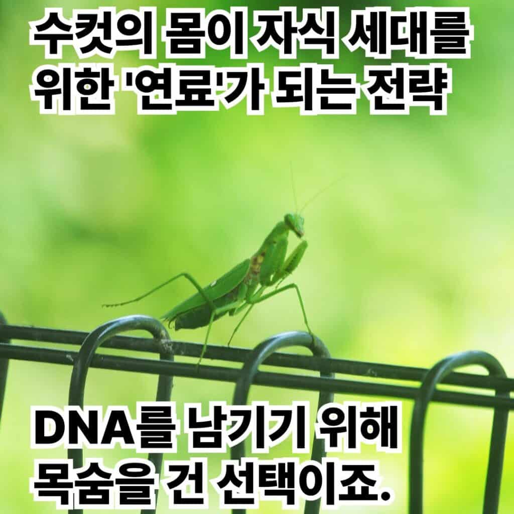 교미 후 죽는 사마귀 수컷, 왜 사랑이 곧 생의 끝일까? 5 004 10