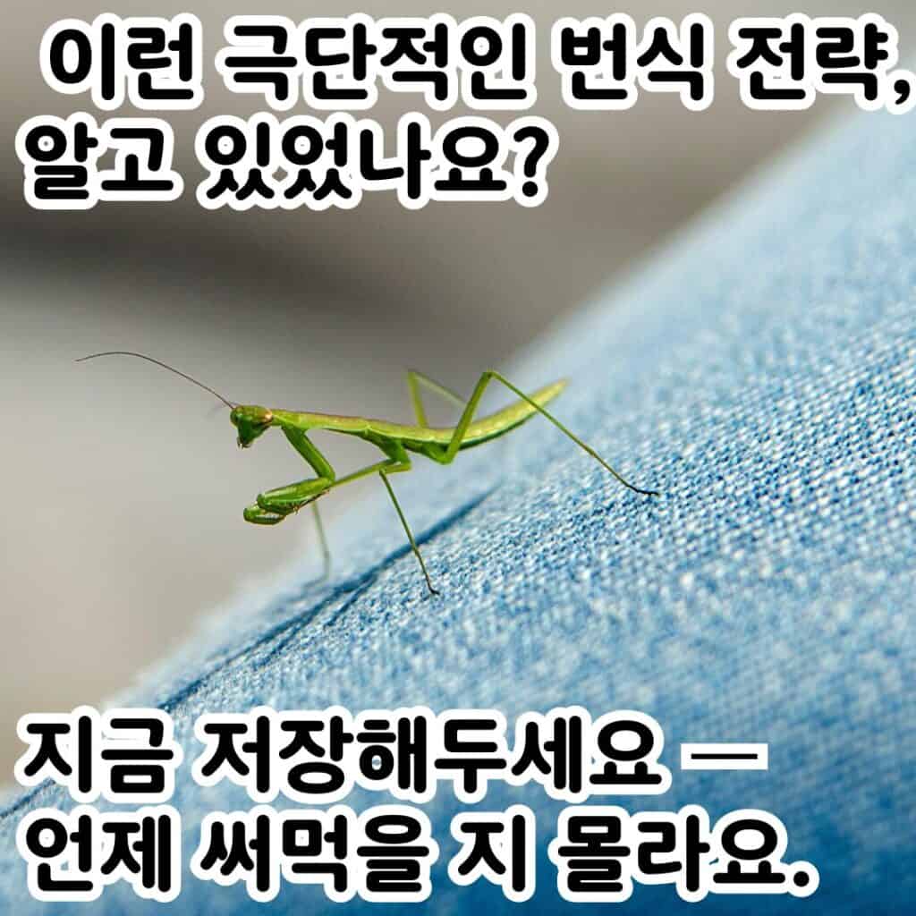 교미 후 죽는 사마귀 수컷, 왜 사랑이 곧 생의 끝일까? 6 005 10