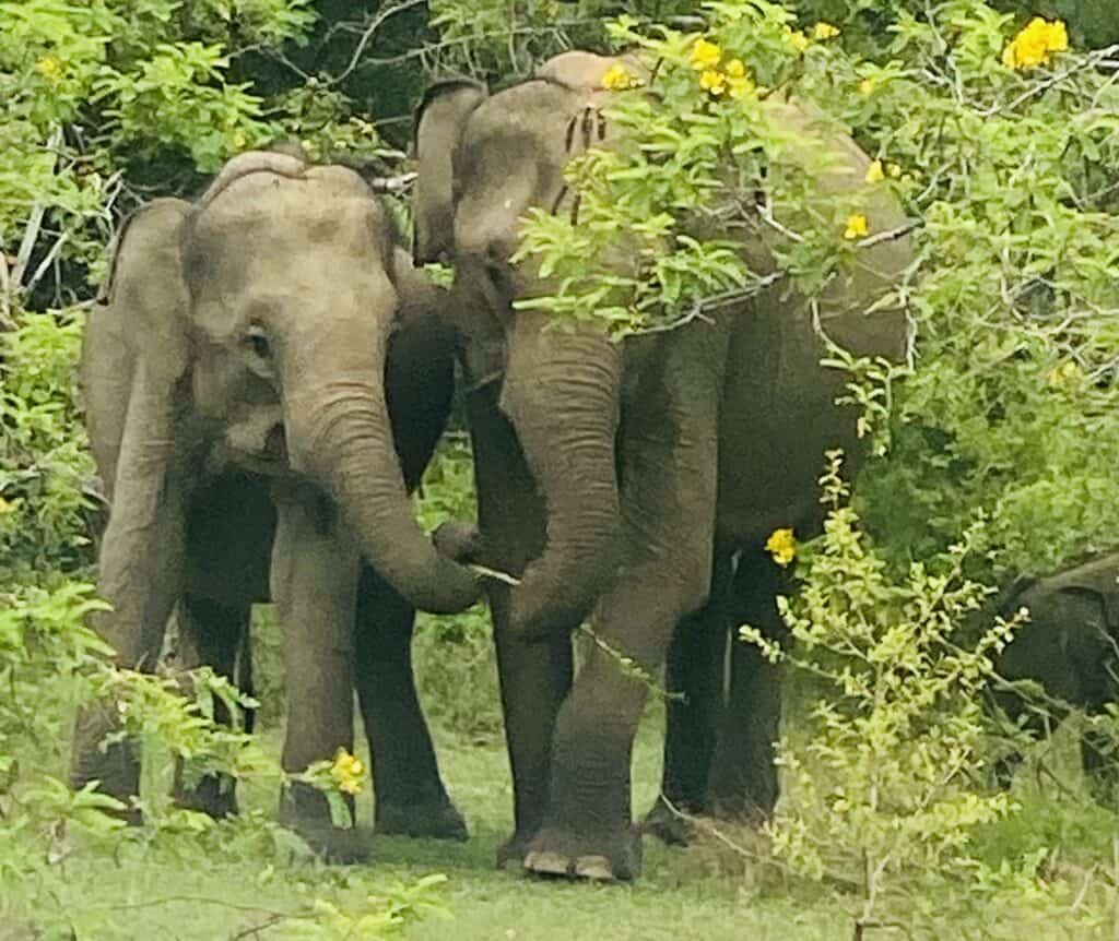 Elephant watching at Yala by Chung