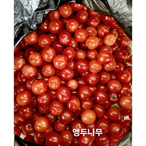 구매 전 반드시 알아야 할 앵두 꿀팁