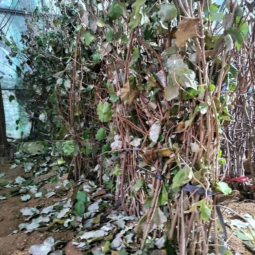 이 찬스를 놓치지 마세요! 할인 중인 보리수나무 한정 판매