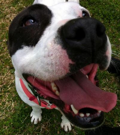 clara pit bull stabbed at petsmart