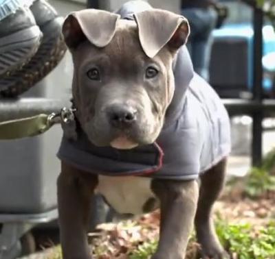 rocco pit bull the drop
