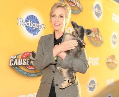 jane lynch fox's cause for paws