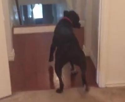 dog walks backward through door