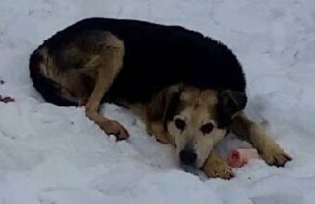 charlie new york city stray dog