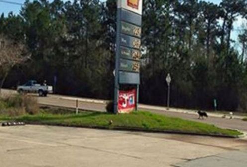 dog dumped at gas station chases truck