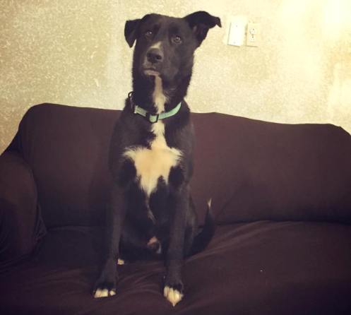 hero dallas dog lead rescuers to puppies