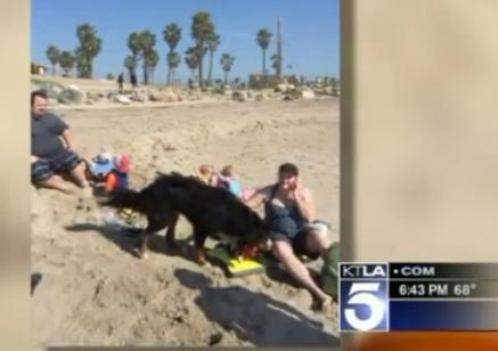 burmese mountain dog saves couple in rip current