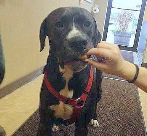 dog left in truck in Toms River